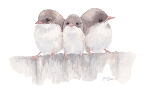 Three Little Wrens Print